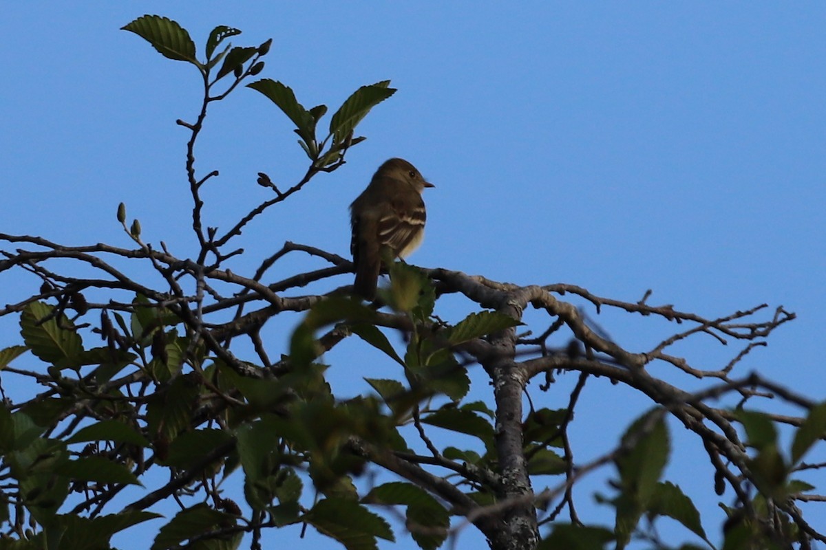 Alder Flycatcher - ML166060171