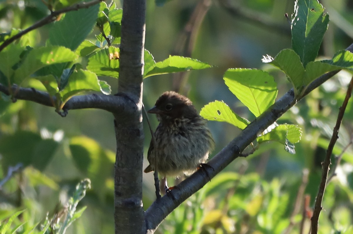 Song Sparrow - ML166060471