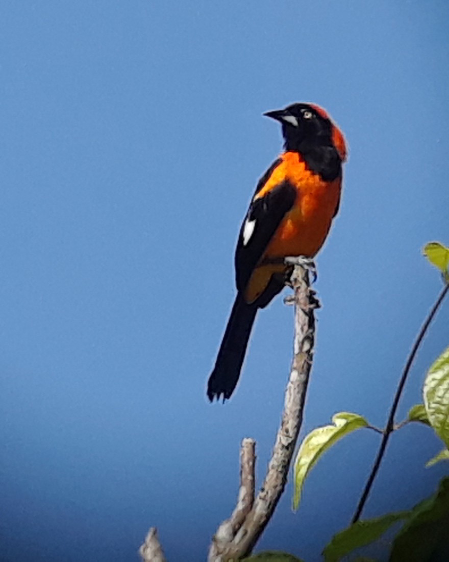 Orange-backed Troupial - Daniel Lane