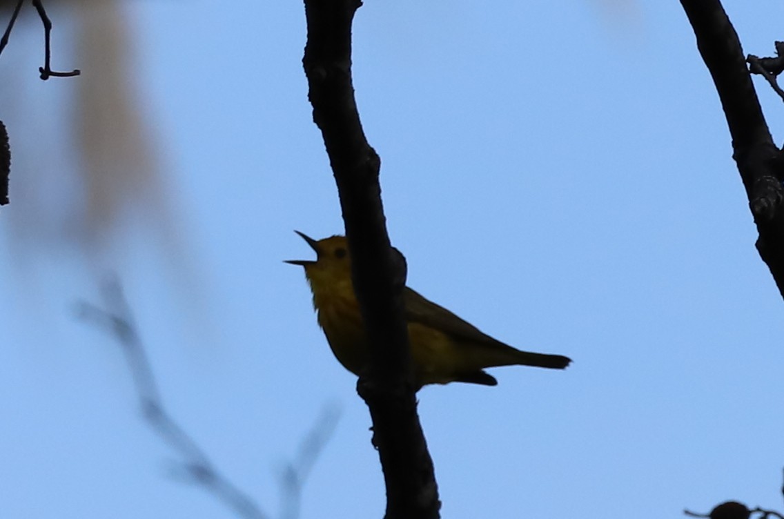 Yellow Warbler - Walter Thorne