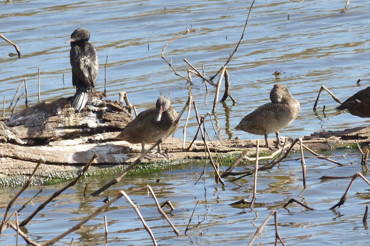 Freckled Duck - ML166062241