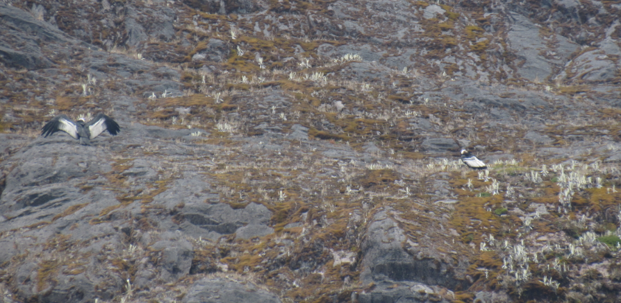 Andean Condor - ML166063621