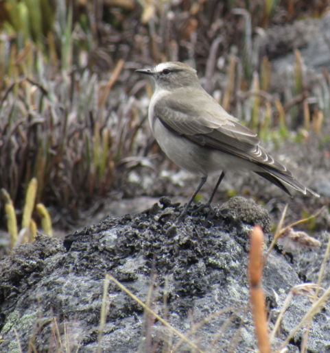 Plain-capped Ground-Tyrant - ML166064001