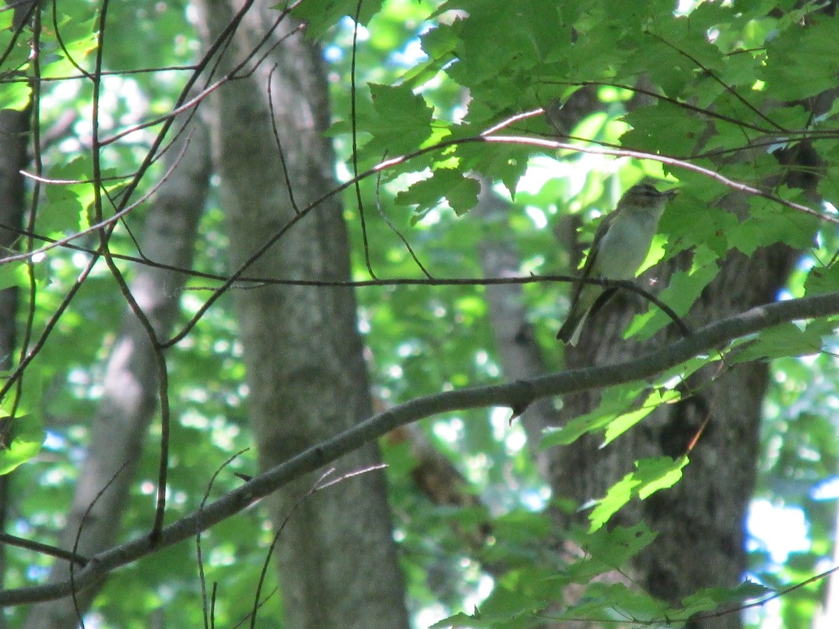 Red-eyed Vireo - ML166065401