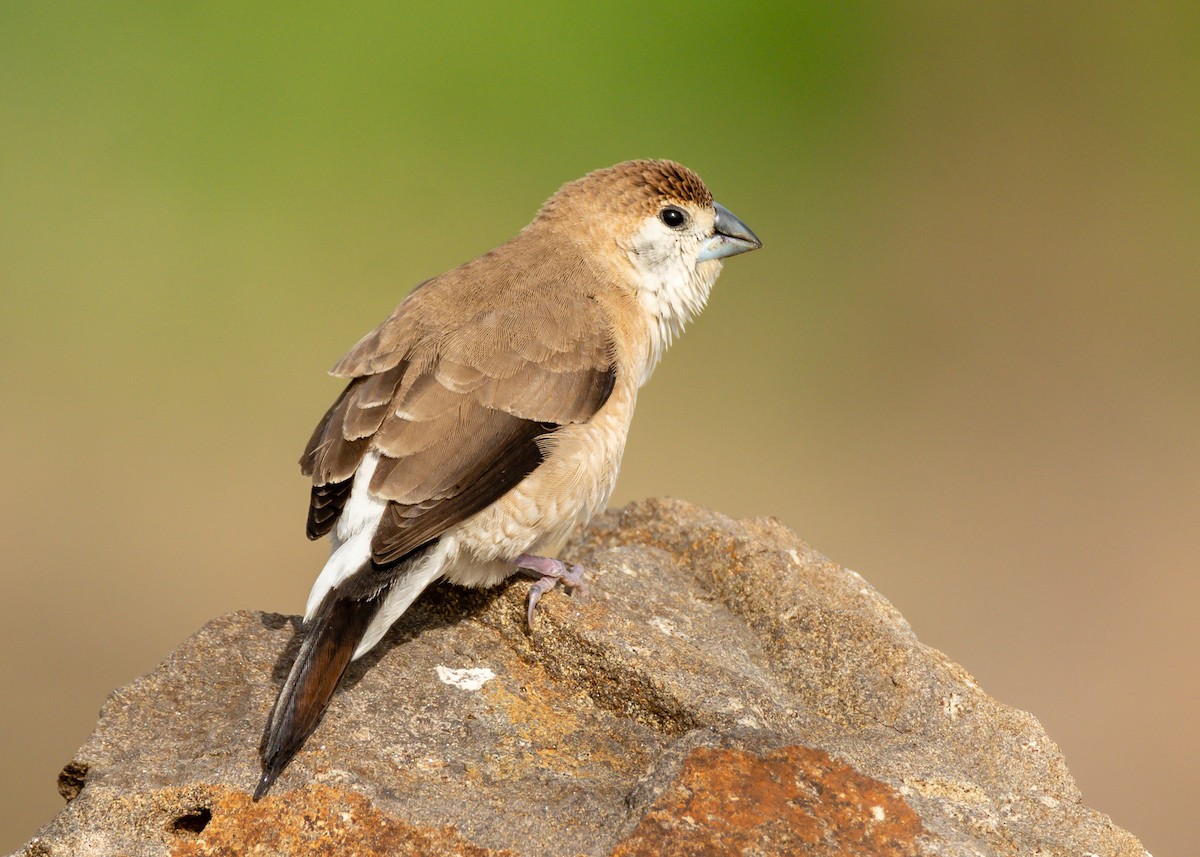 Indian Silverbill - Ramesh Desai