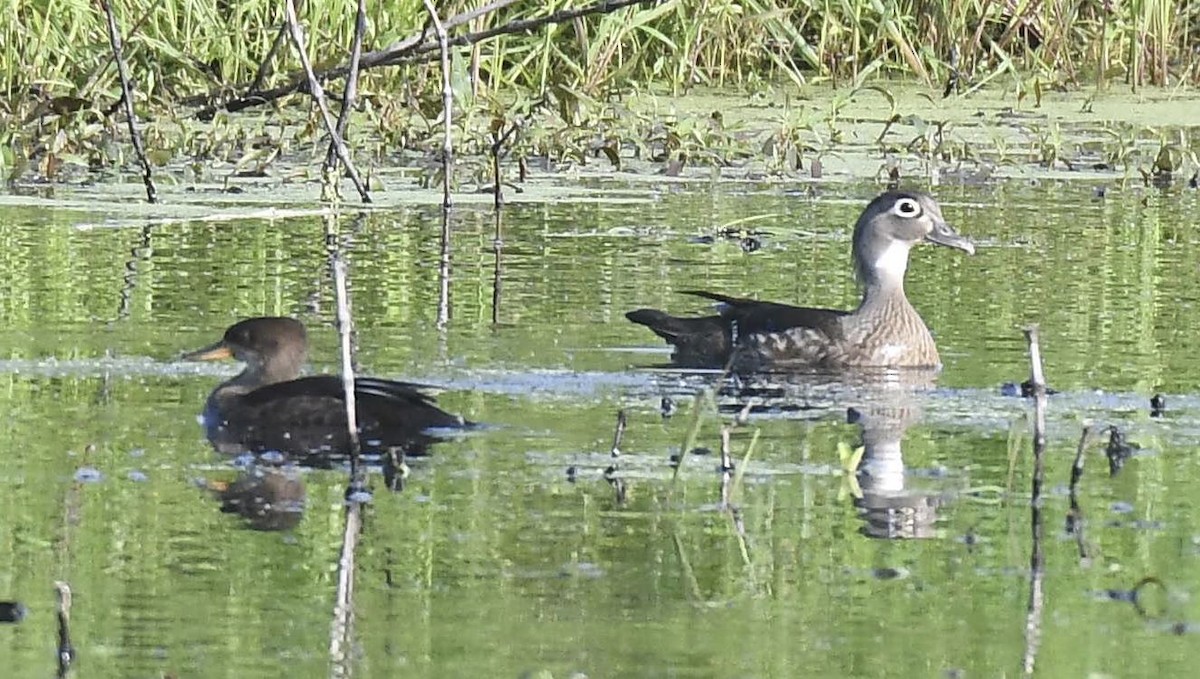 Hooded Merganser - ML166072391