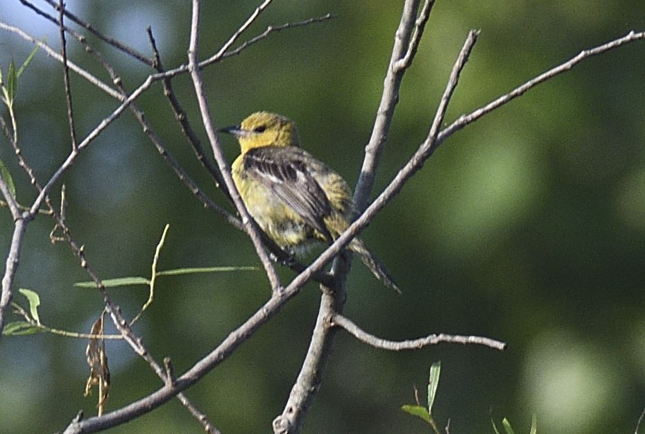 Orchard Oriole - ML166072471