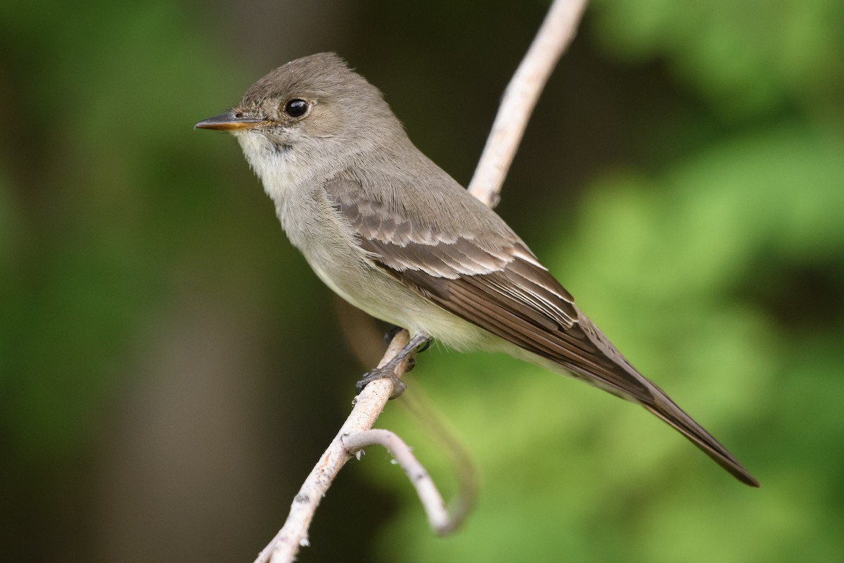 Western Wood-Pewee - Darren Clark