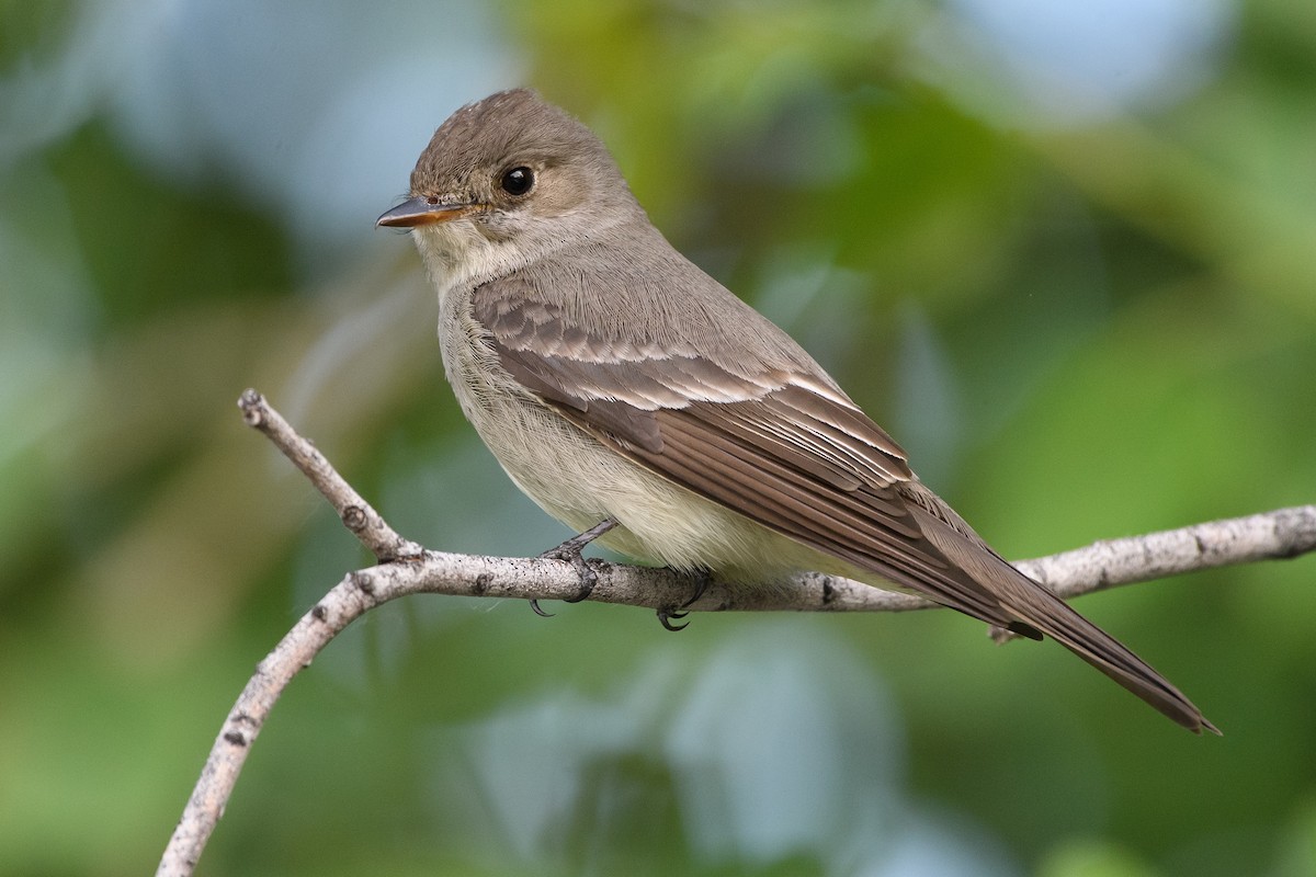 Western Wood-Pewee - Darren Clark