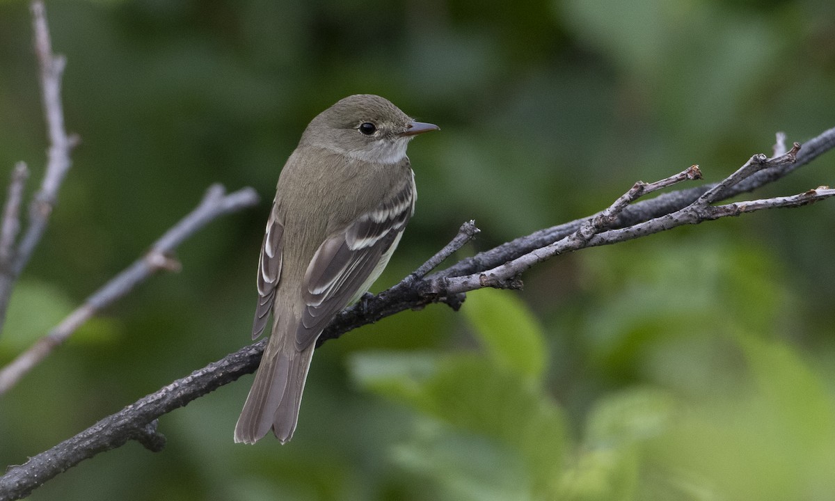 Alder Flycatcher - ML166073351