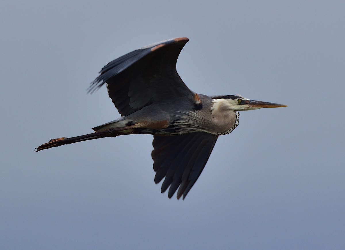 Great Blue Heron - ML166073691