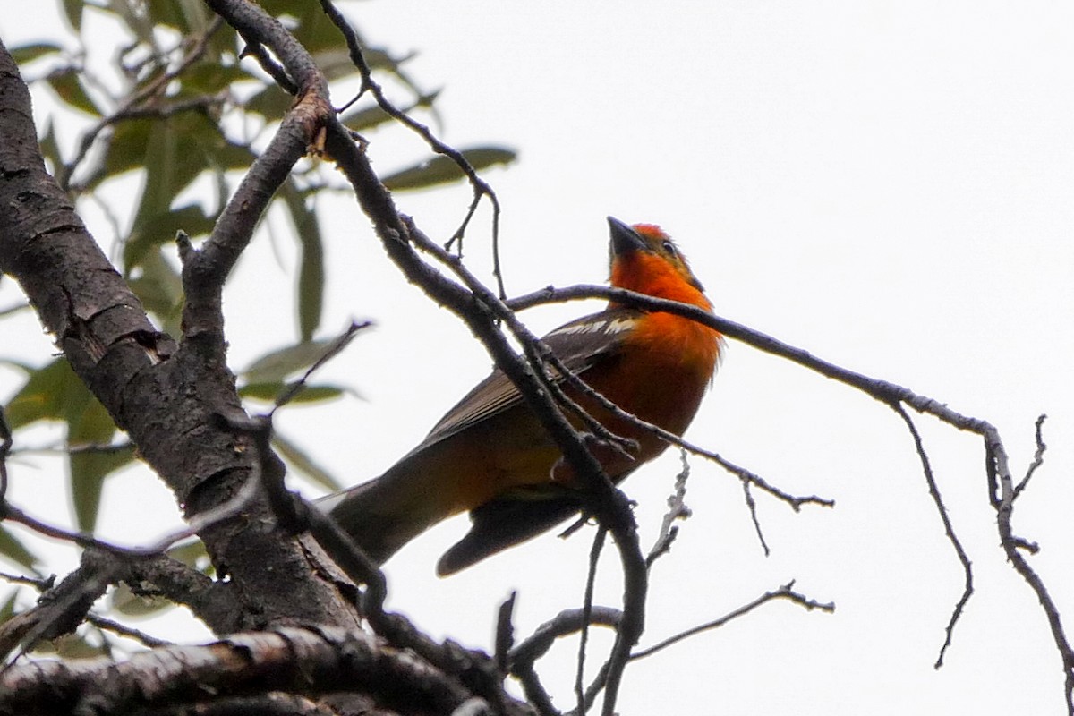 Flame-colored Tanager - ML166073751