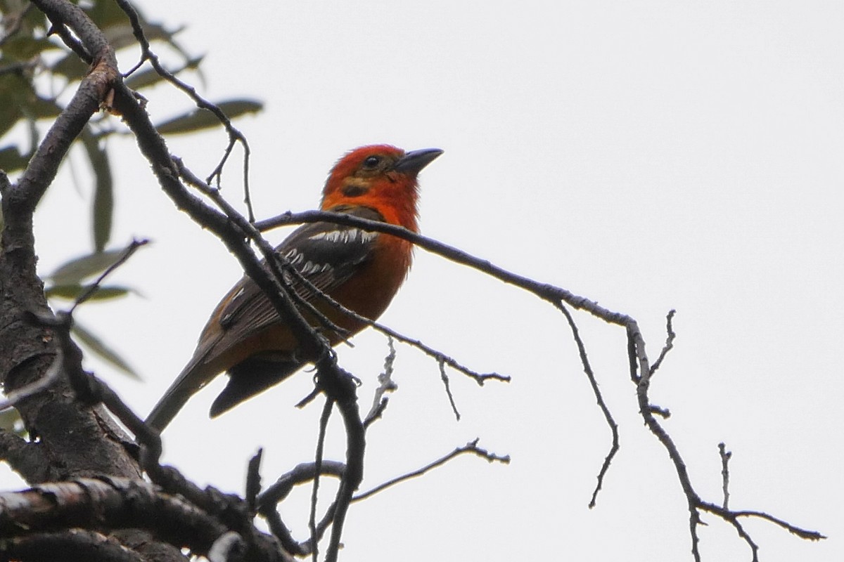 Flame-colored Tanager - ML166073761