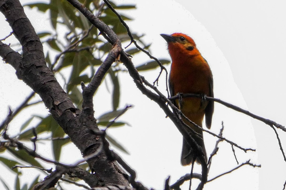 Flame-colored Tanager - ML166073771