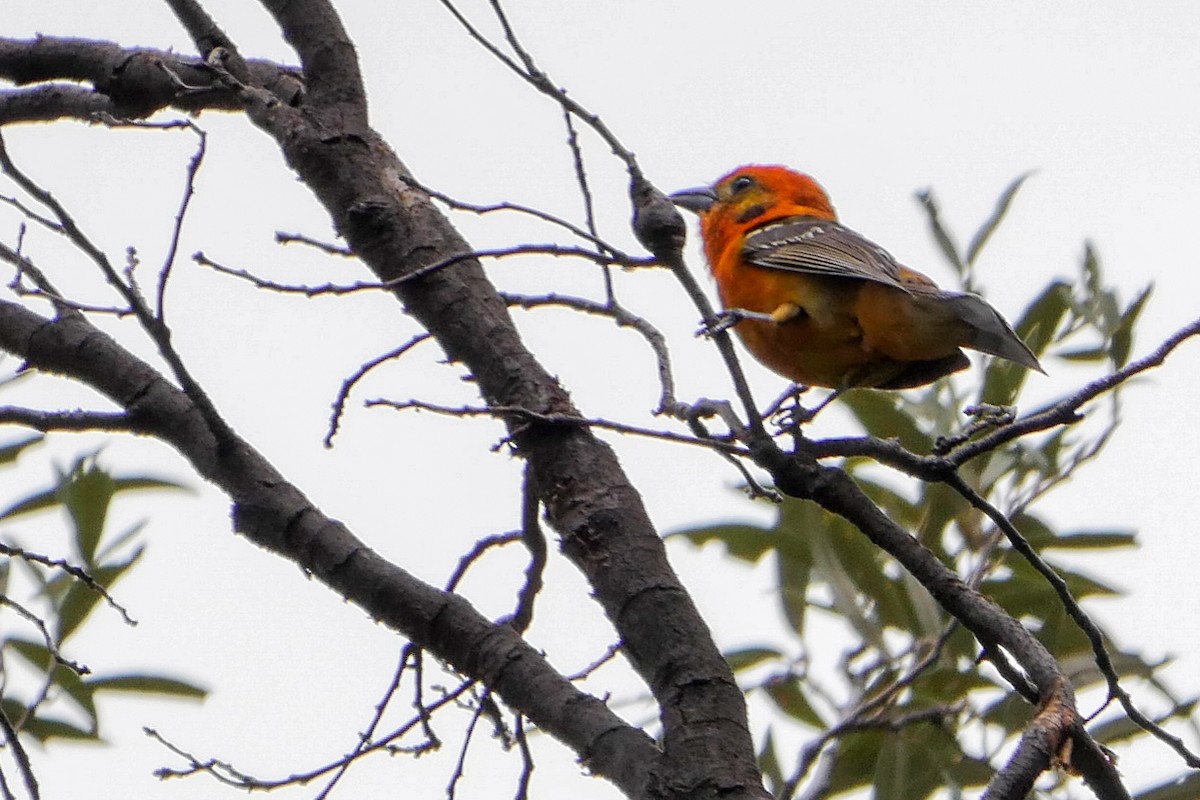 Flame-colored Tanager - ML166073781