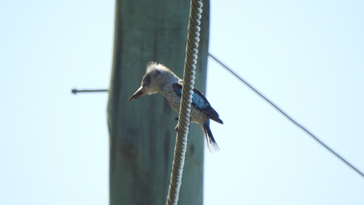 Blue-winged Kookaburra - Sarah Beavis
