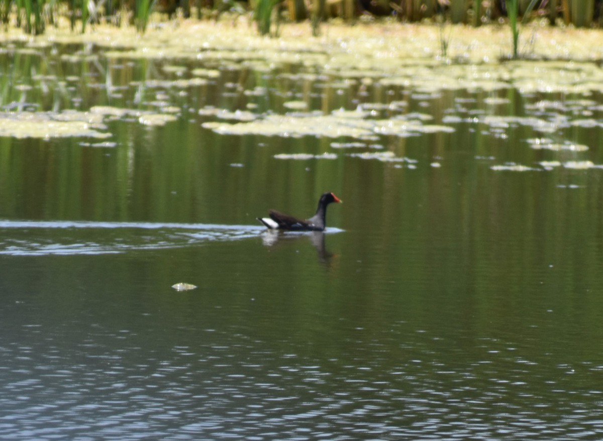 Gallinule d'Amérique - ML166077191