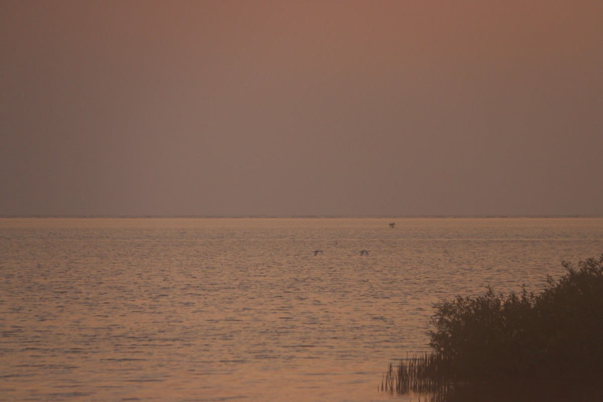 Eurasian Spoonbill - Michelle Havlik