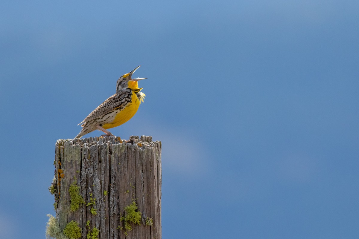 Шпаркос західний - ML166078511