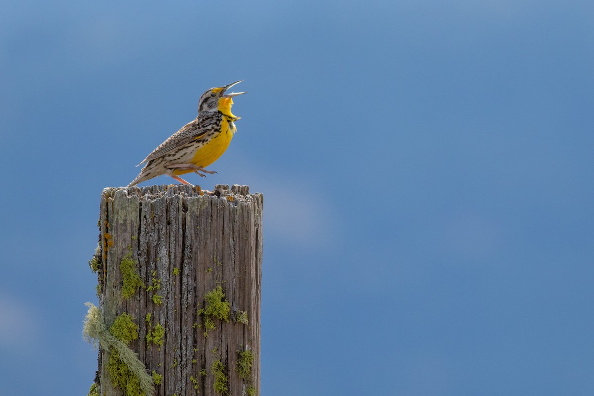 Шпаркос західний - ML166078521