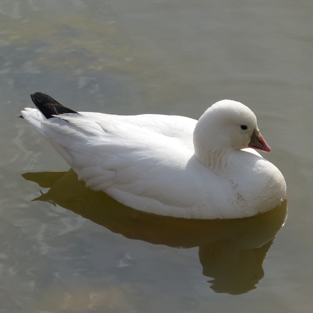 Ross's Goose - Heath Harlan