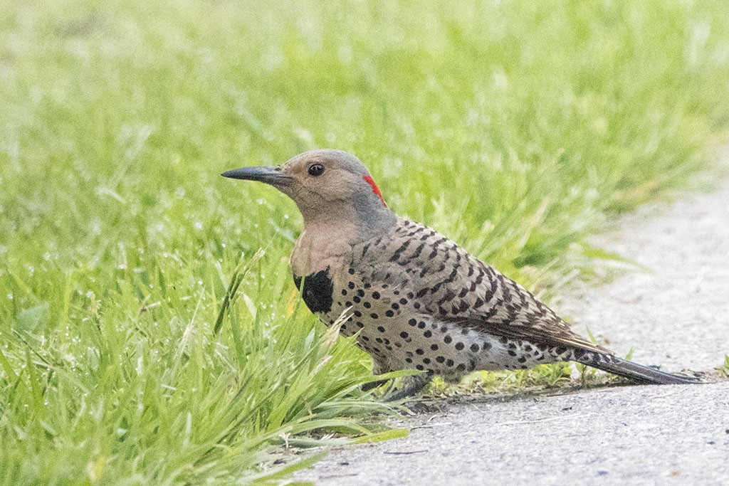 Northern Flicker - ML166082041