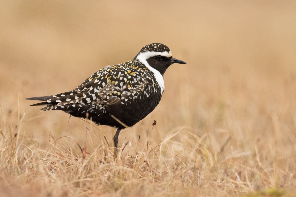 American Golden-Plover - ML166082771