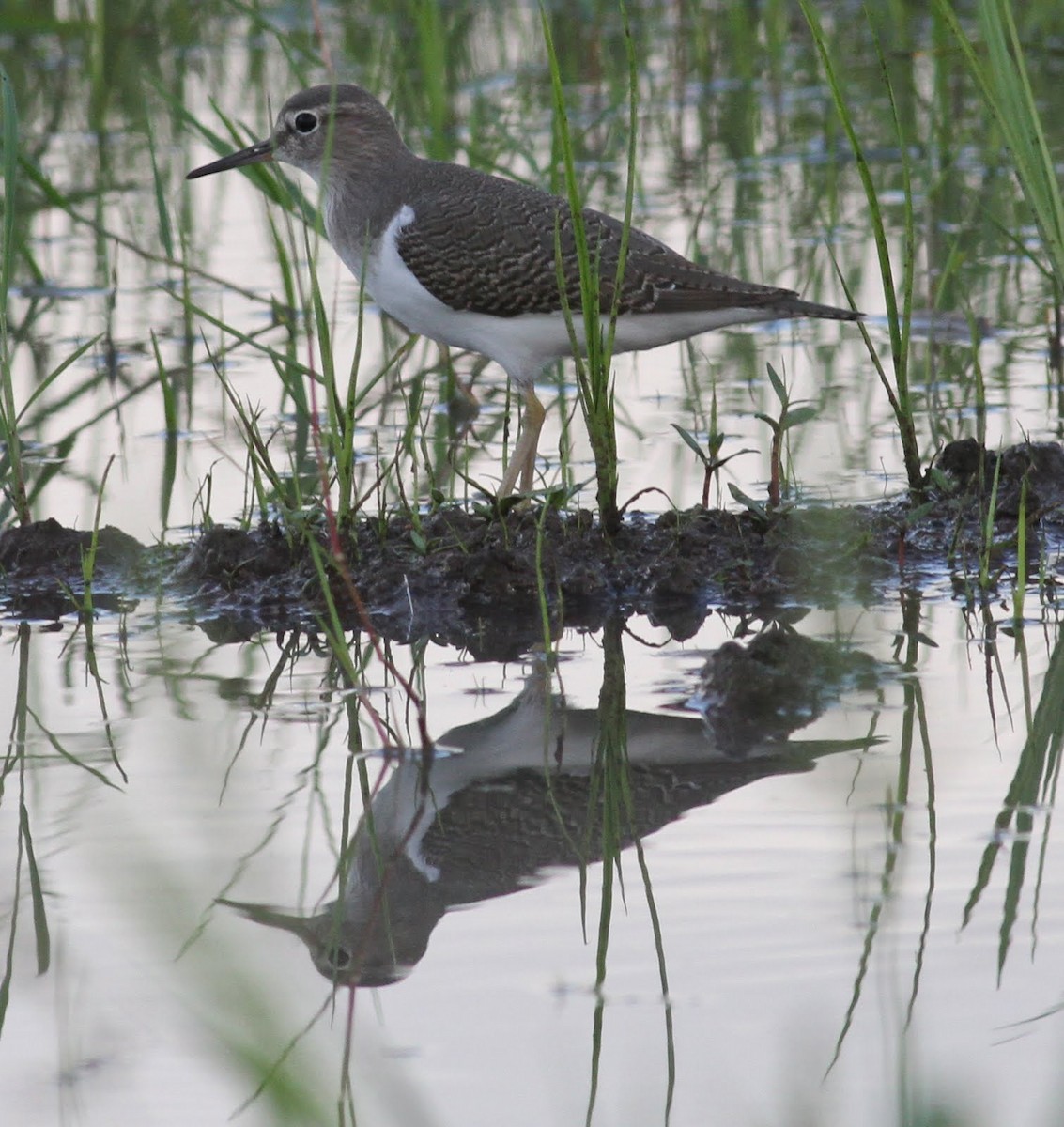 Common Sandpiper - ML166084111