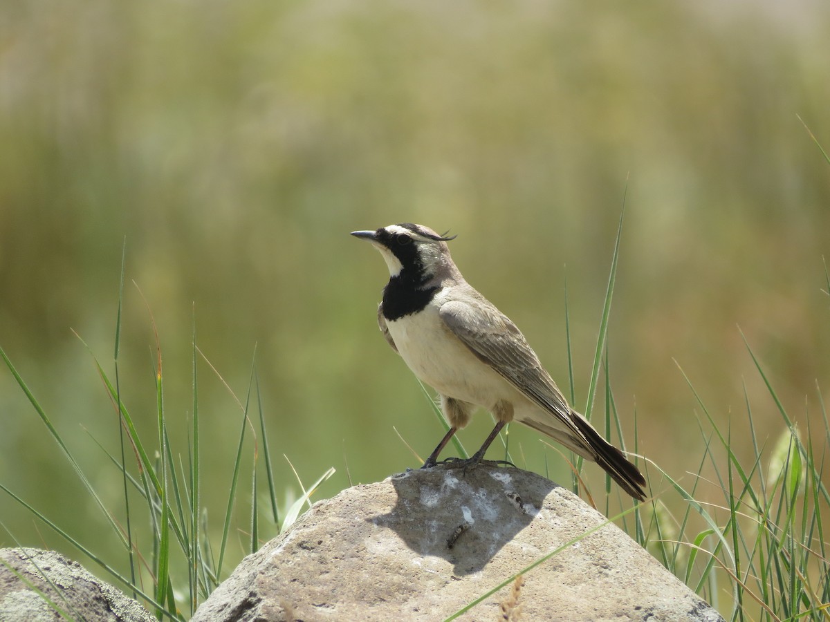 Horned Lark - ML166084791