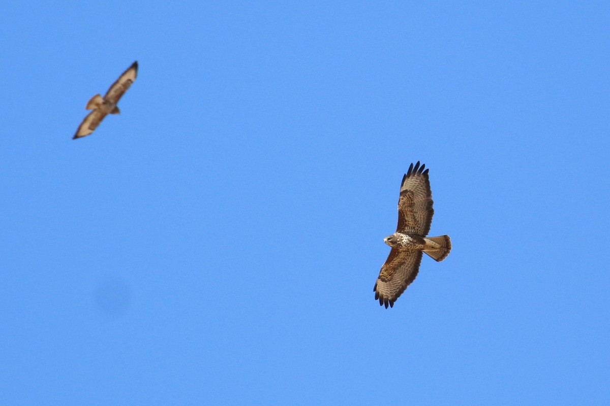 Common Buzzard (Steppe) - ML166084801