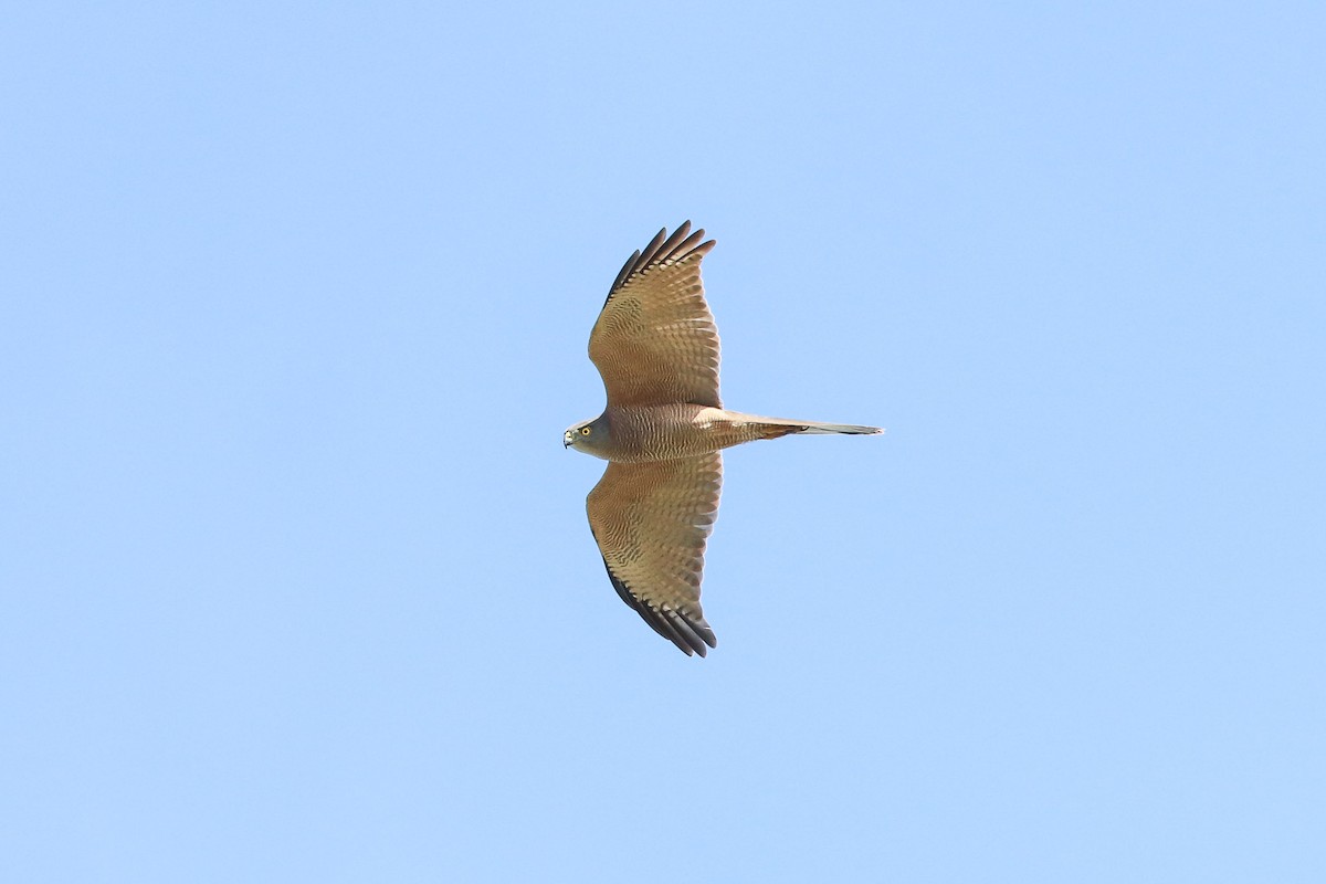 Brown Goshawk - Ged Tranter