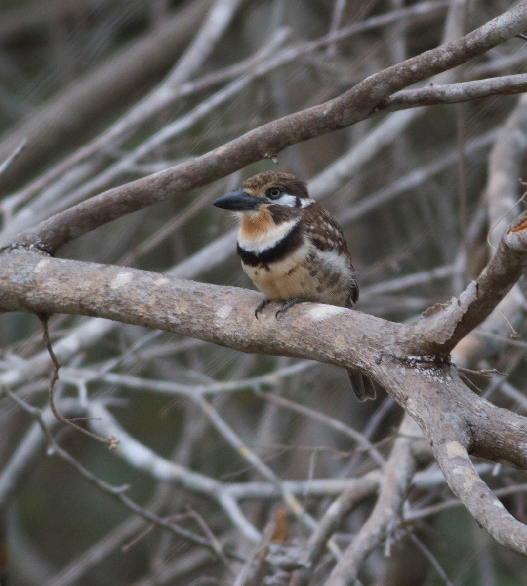 Russet-throated Puffbird - ML166085431