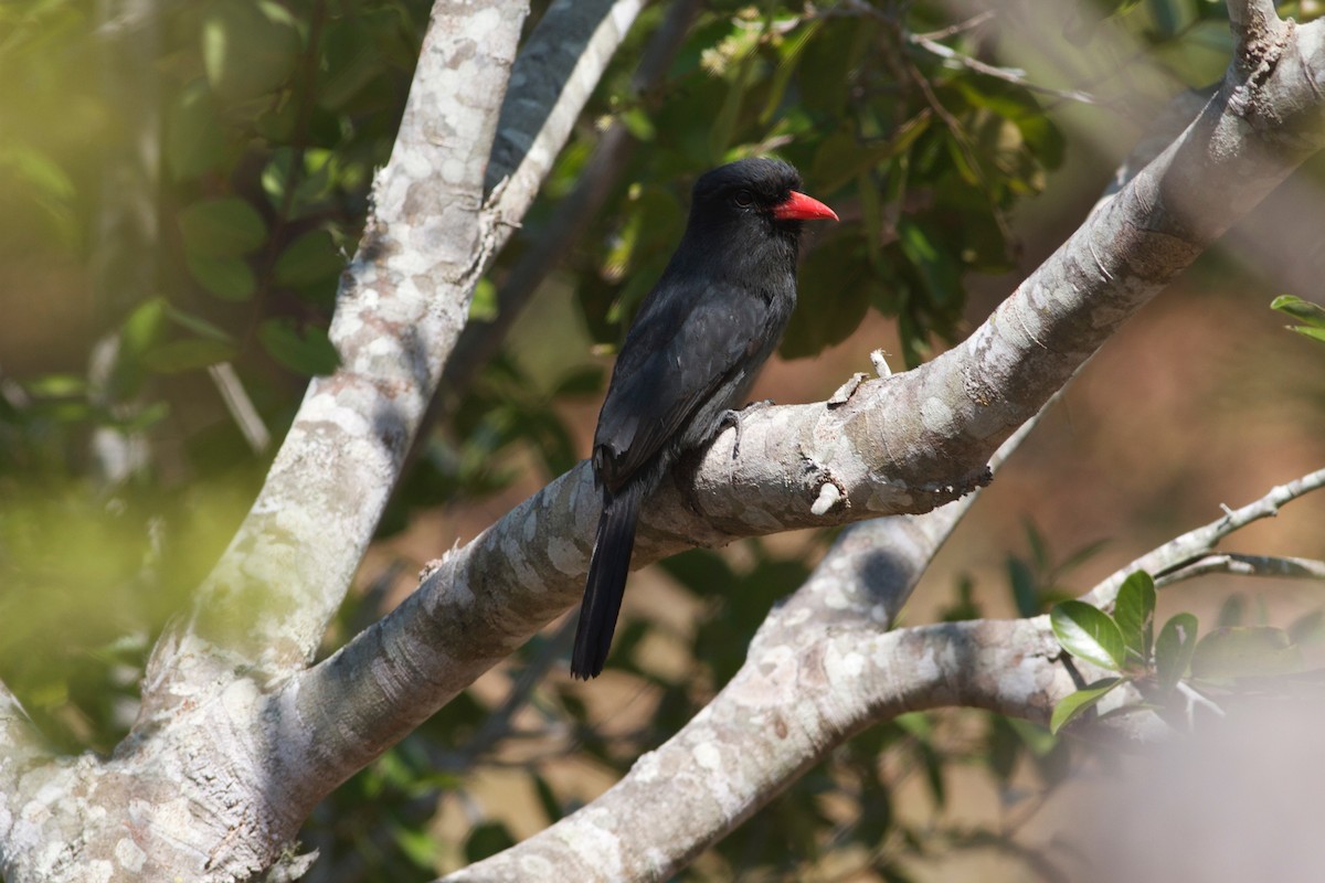 Black-fronted Nunbird - Gary Brunvoll