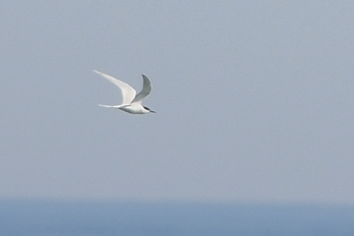 Roseate Tern - ML166087541