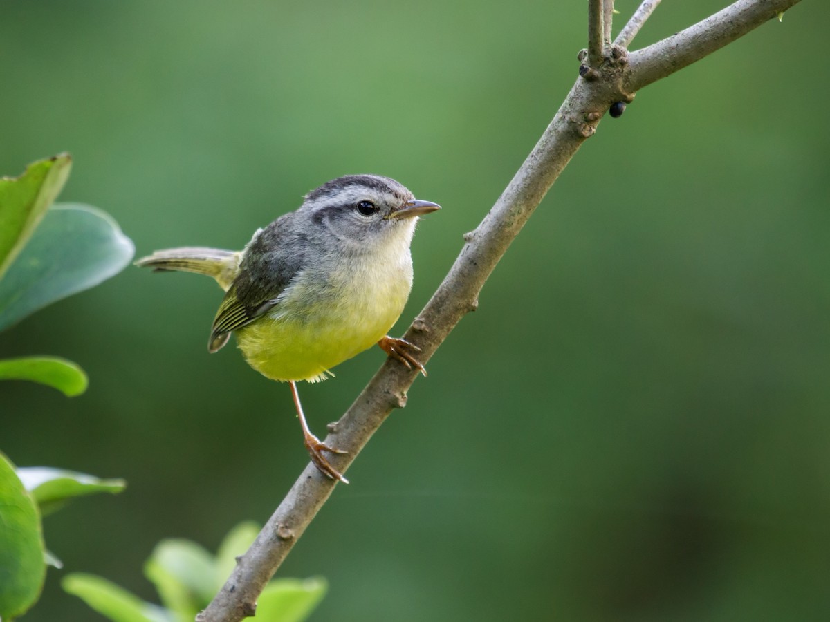 Three-banded Warbler - Nick Athanas