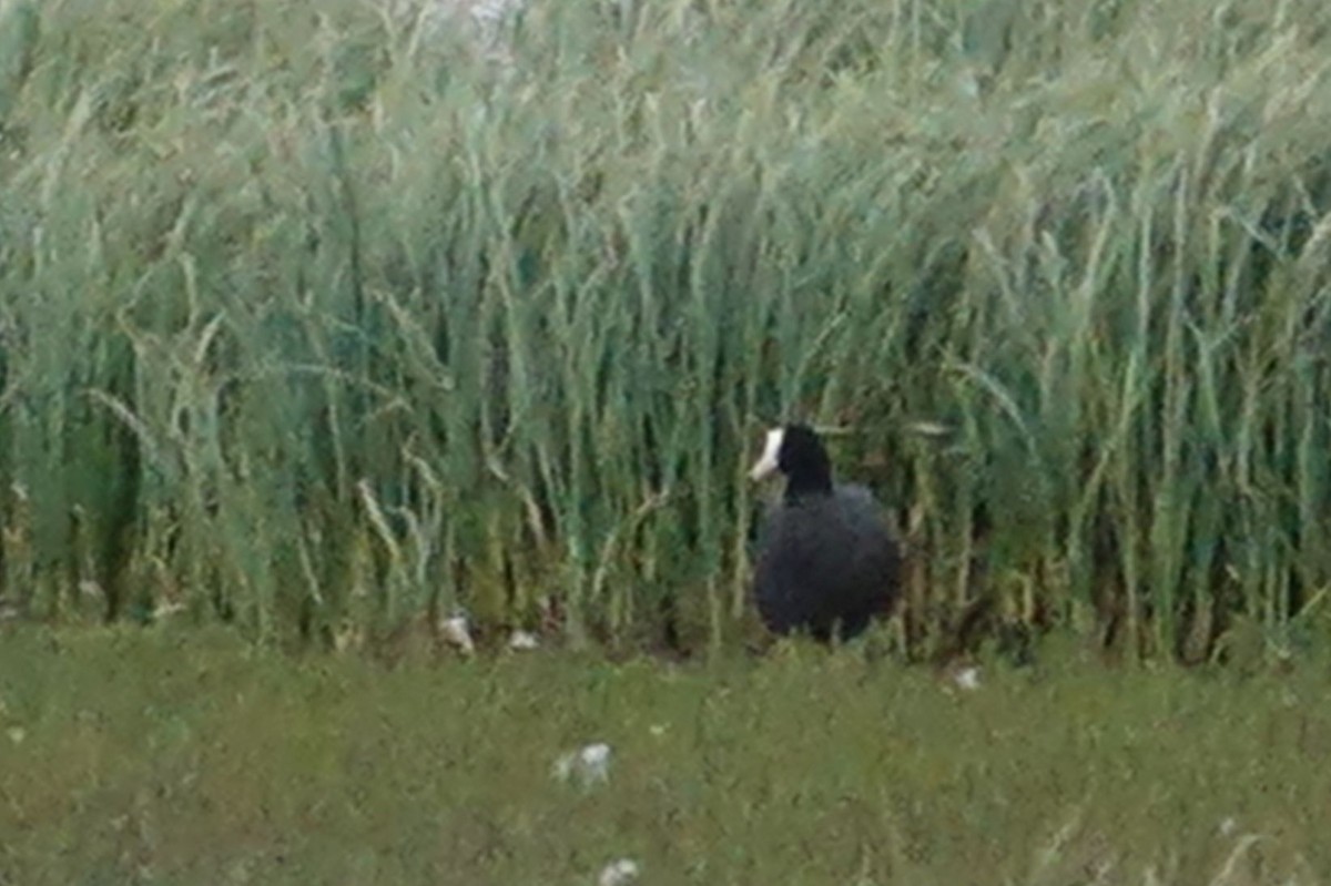 Eurasian Coot - ML166089101