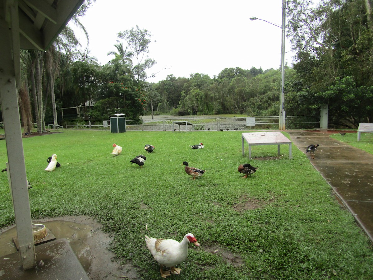 Muscovy Duck (Domestic type) - ML166089271