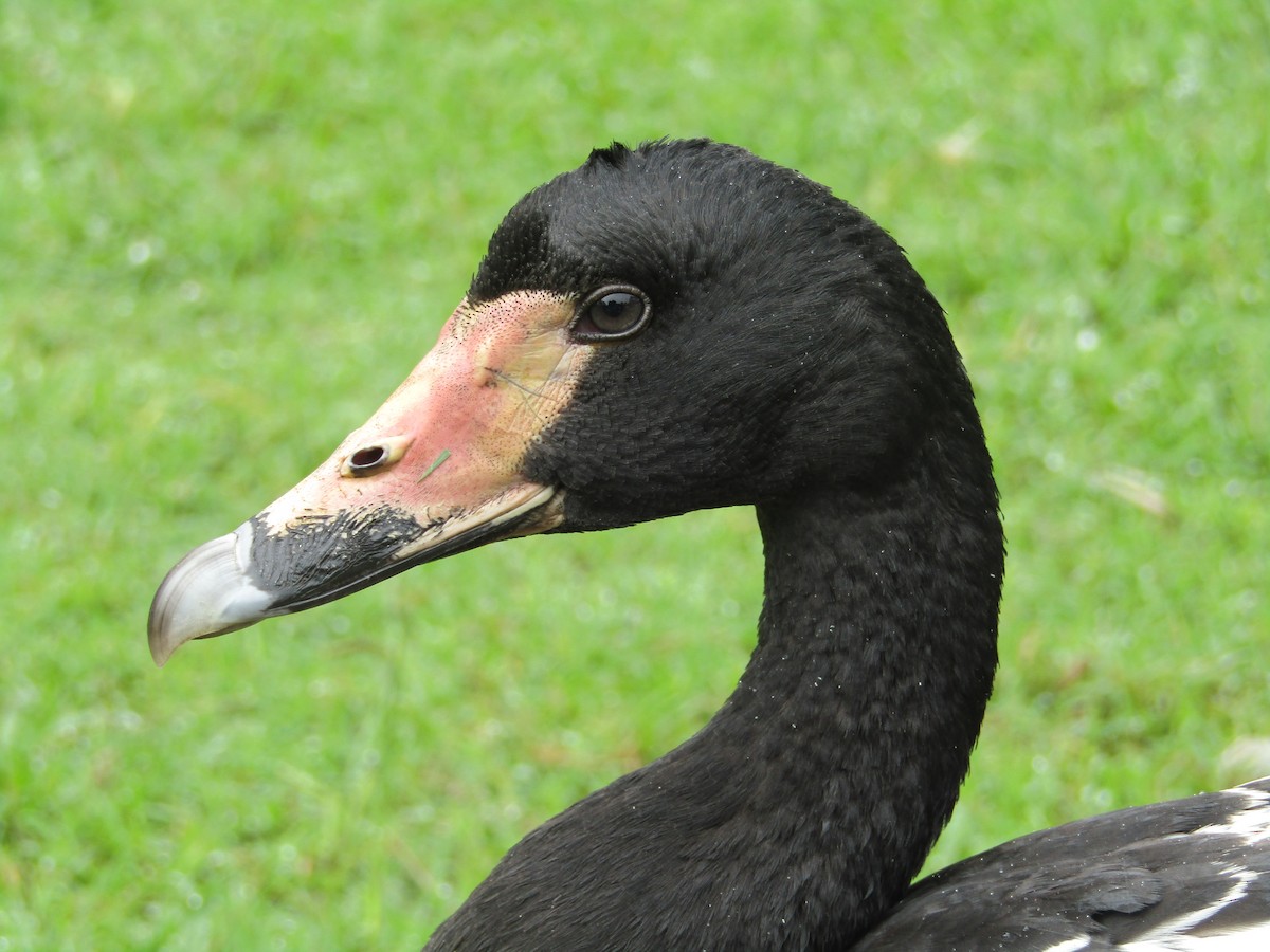 Magpie Goose - ML166089281