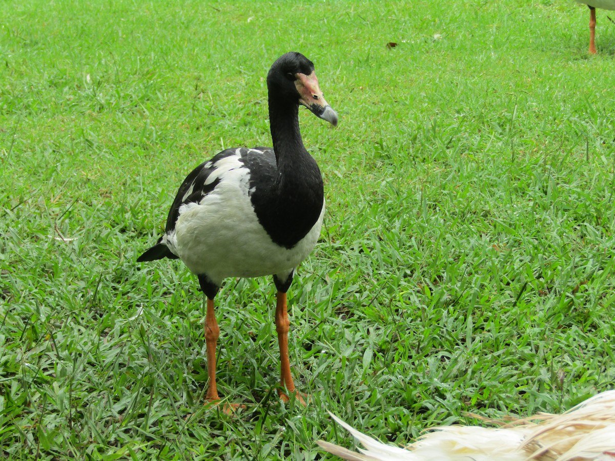 Magpie Goose - ML166089461