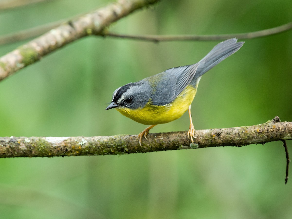 Gray-and-gold Warbler - Nick Athanas