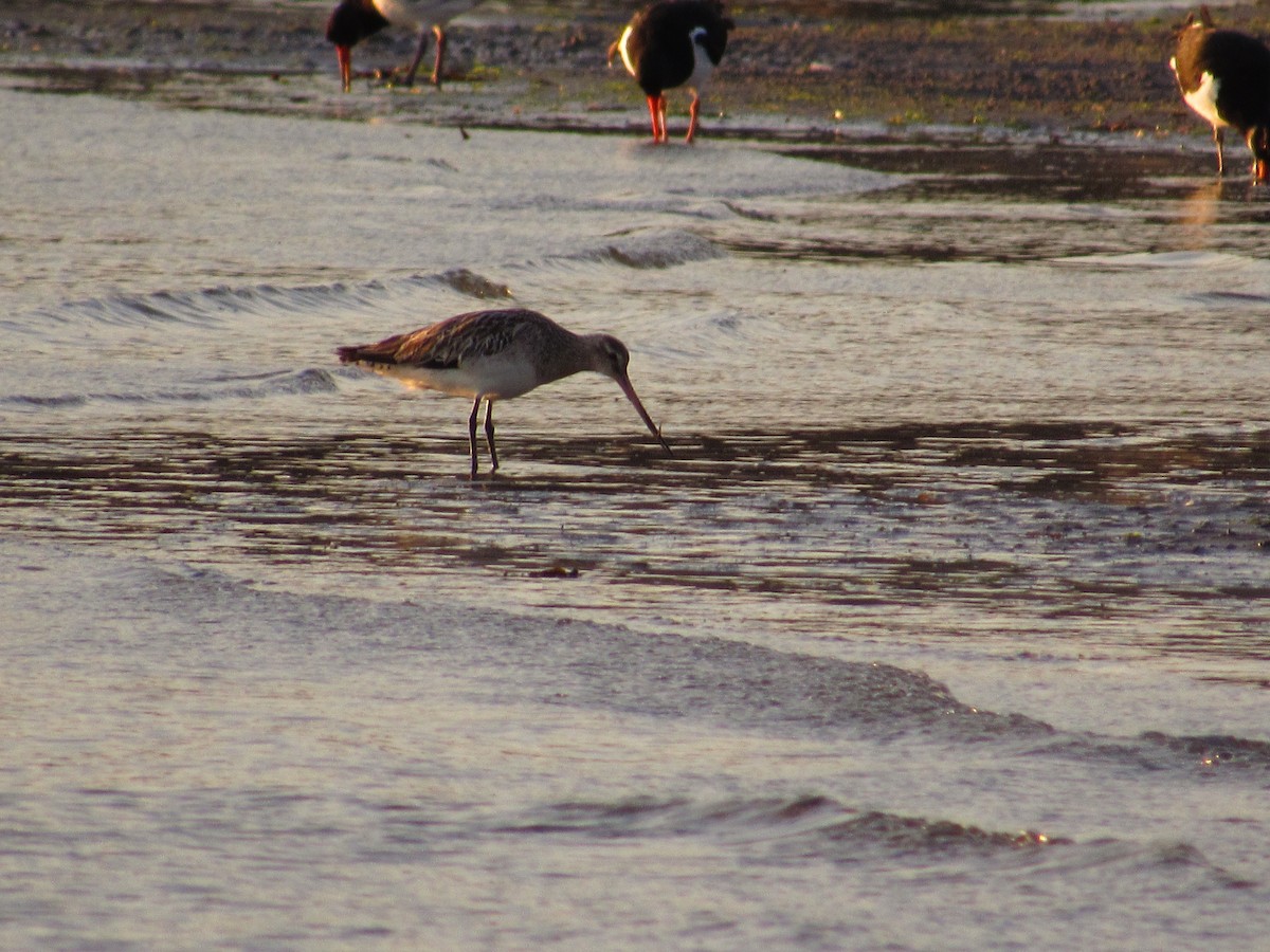Bar-tailed Godwit - ML166090331