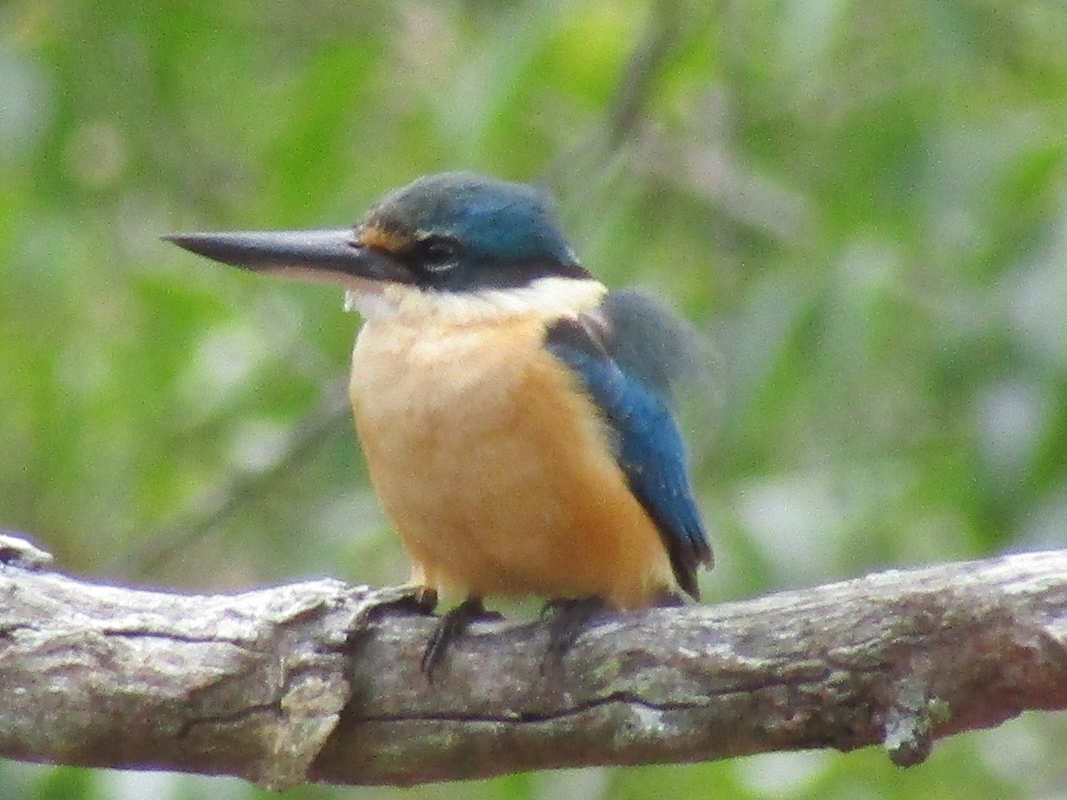 Sacred Kingfisher - ML166090391