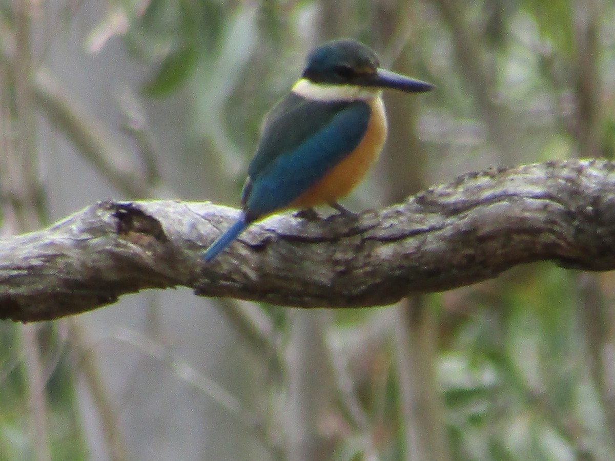 Sacred Kingfisher - ML166090421