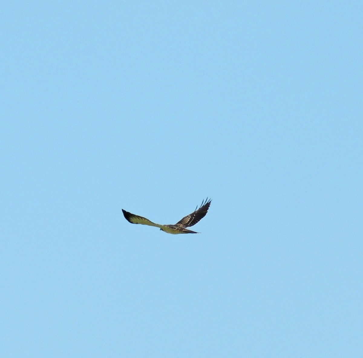 Short-tailed Hawk - ML166091981