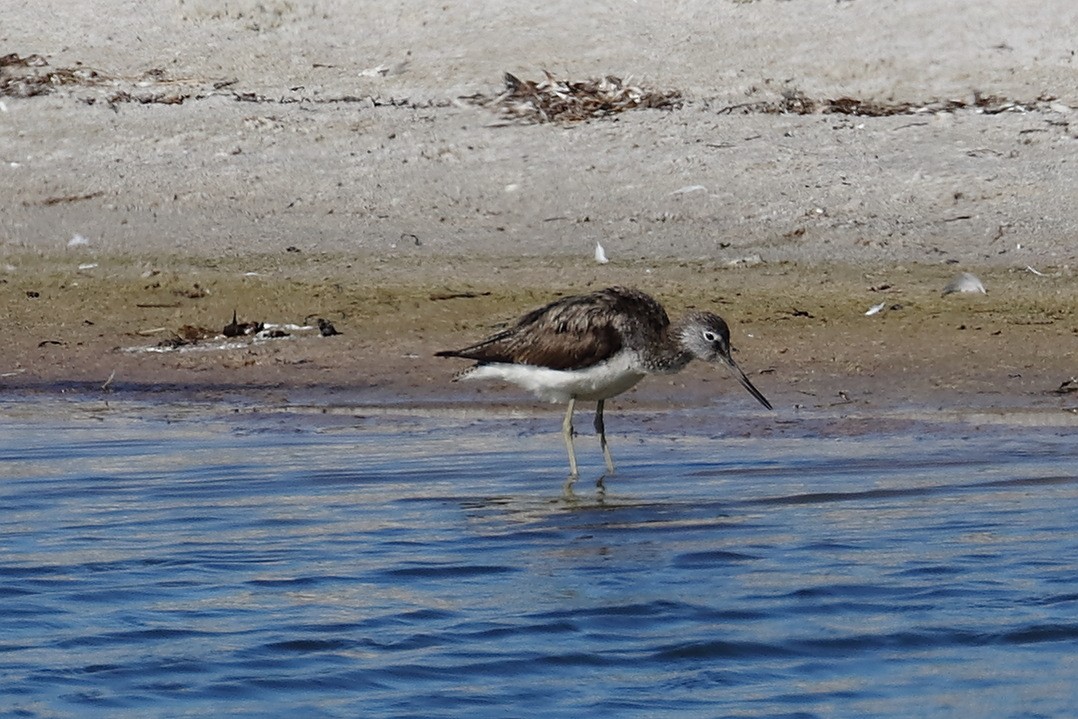 Common Greenshank - ML166092261