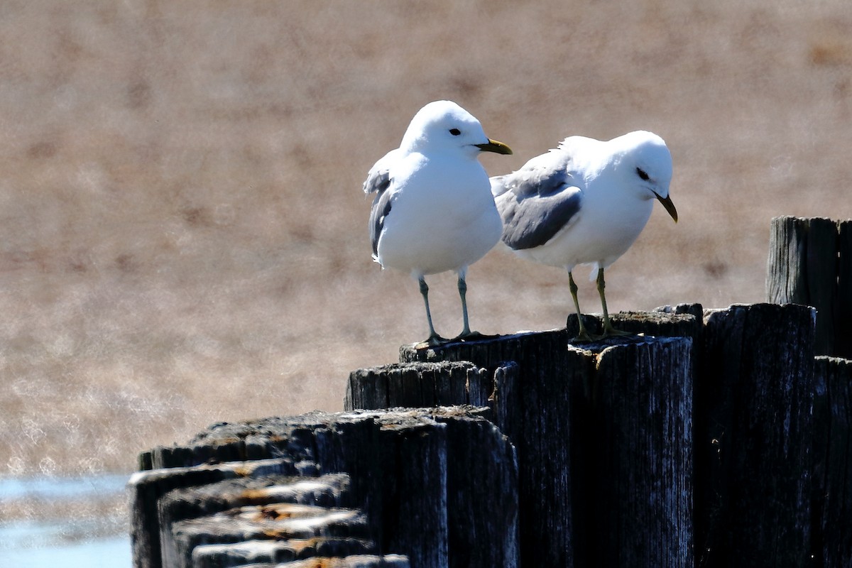 Common Gull - ML166092301