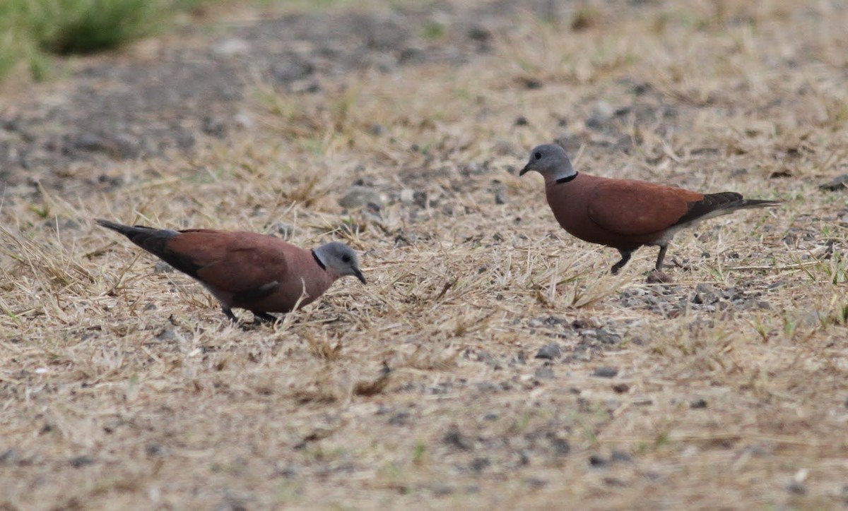 Red Collared-Dove - ML166093031