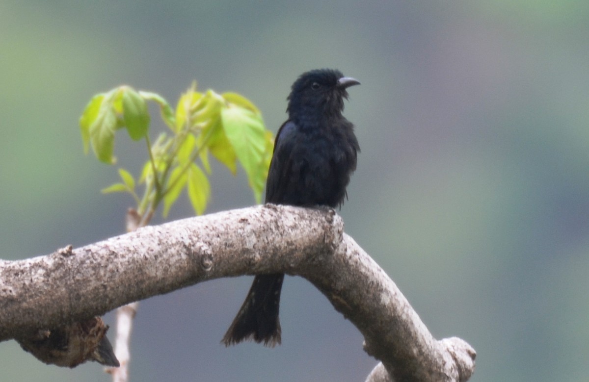 Square-tailed Drongo-Cuckoo - ML166093161