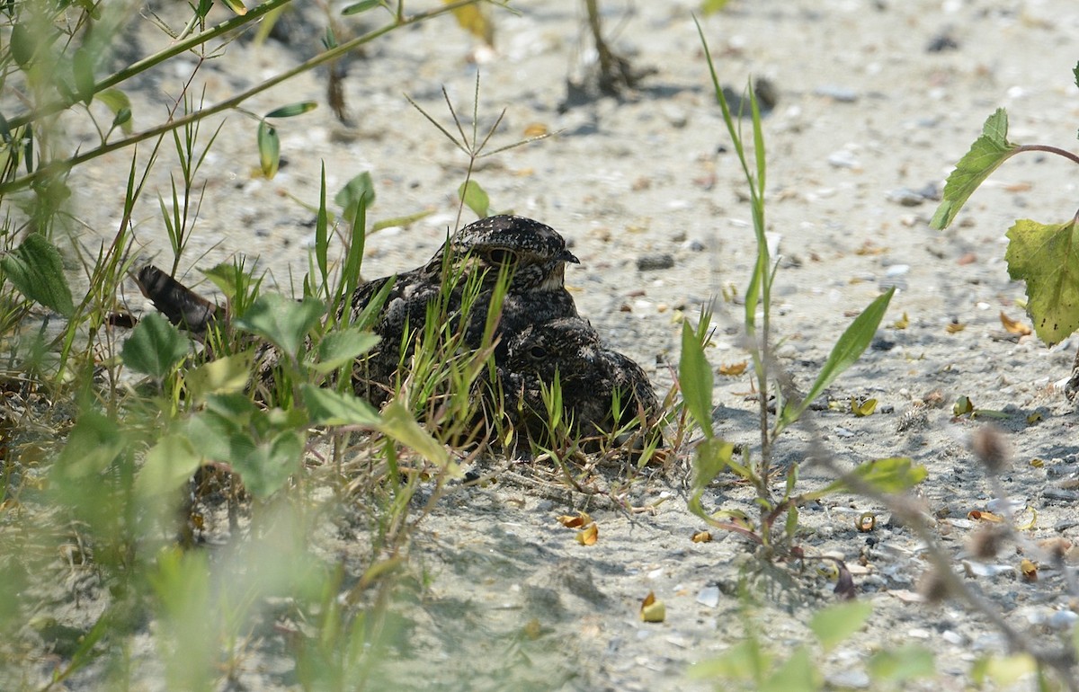 Common Nighthawk - ML166094691