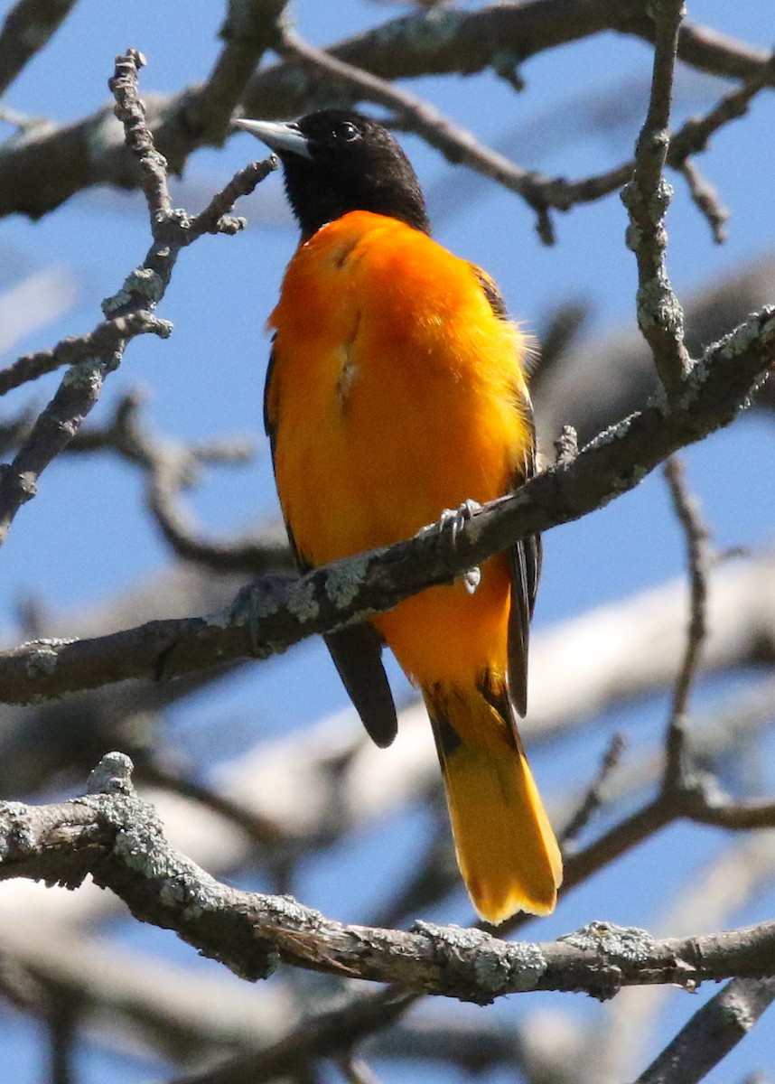 Baltimore Oriole - ML166094881